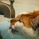 Illustration for article titled Oh, to be a cat in a plastic container sailing around a bathtub